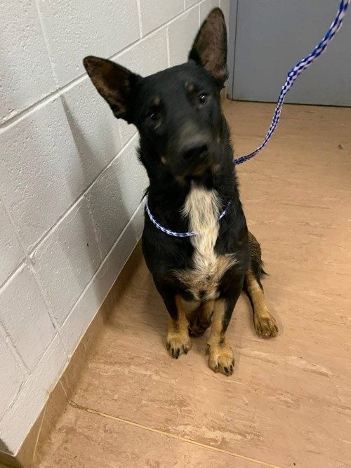 Photo for animal #568