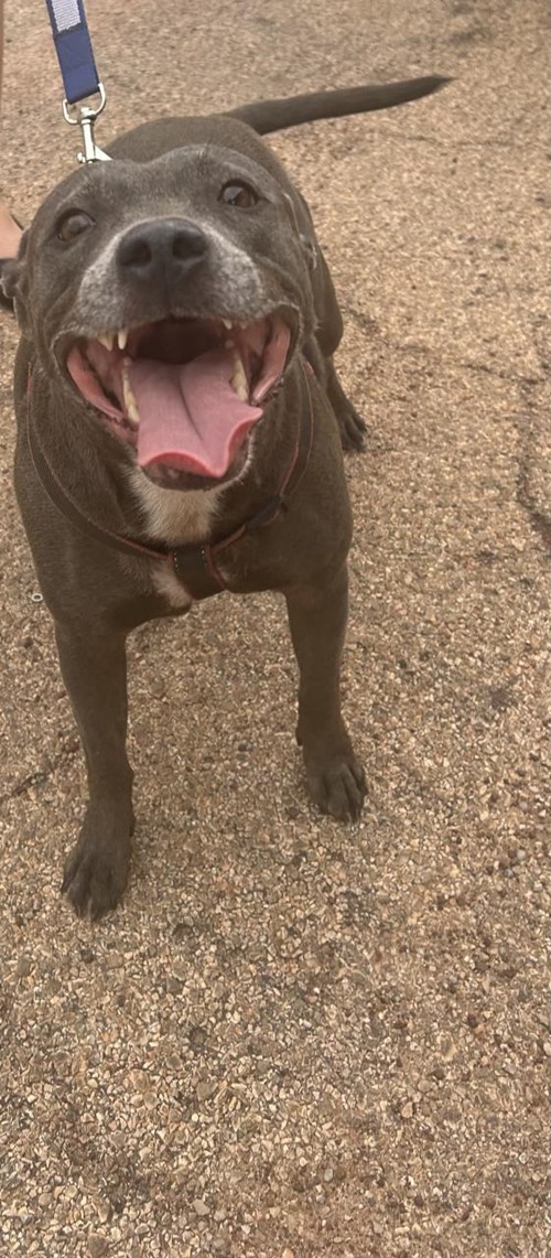 Photo for animal #559