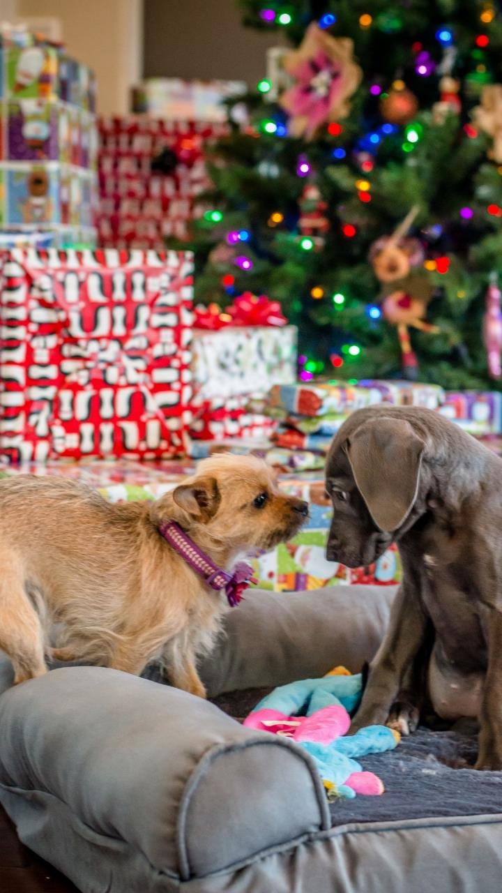 KTown Christmas Markets